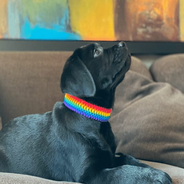 Κολάρο σκύλου Rainbow