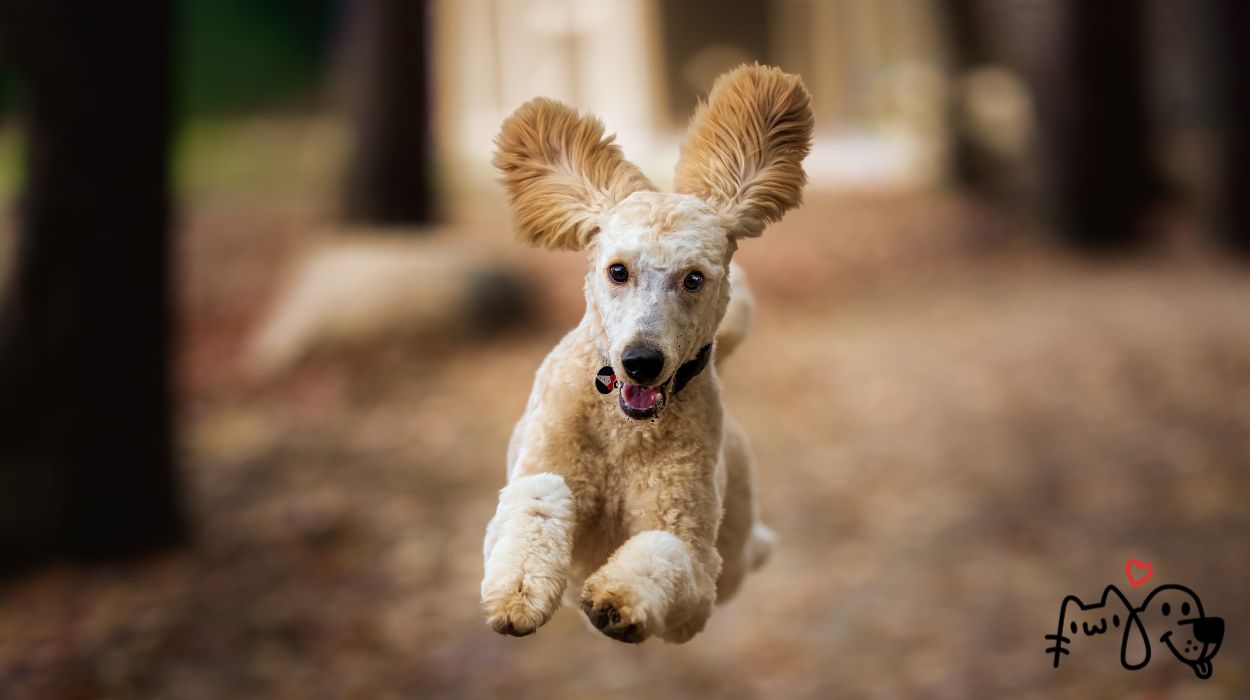 Συμπληρώματα διατροφής για σκύλους: Οστά και παθήσεις οστών