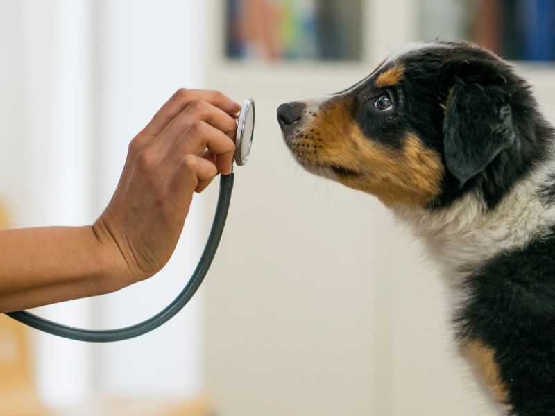 Ετήσιος Εμβολιασμός κατοικιδίων: Γιατί είναι απαραίτητος