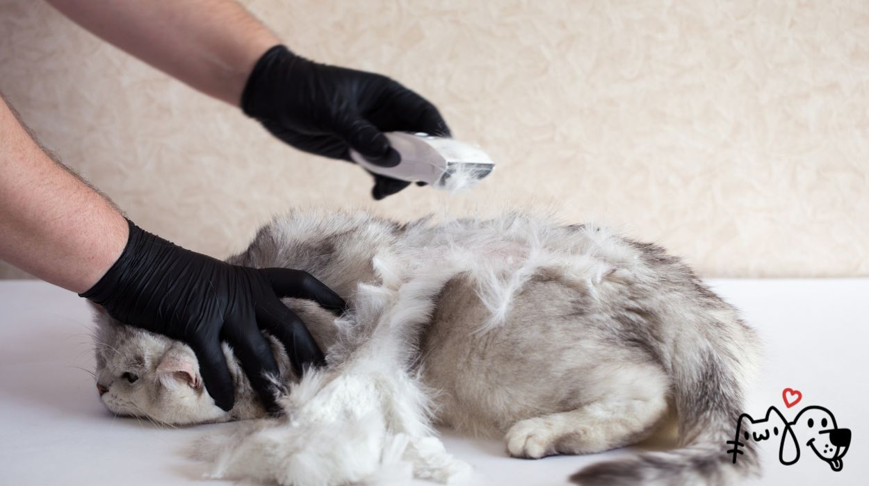 Παθήσεις στις Γάτες