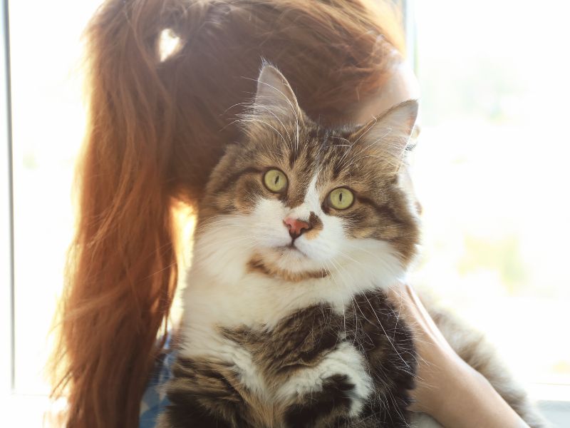 Παθήσεις στις Γάτες