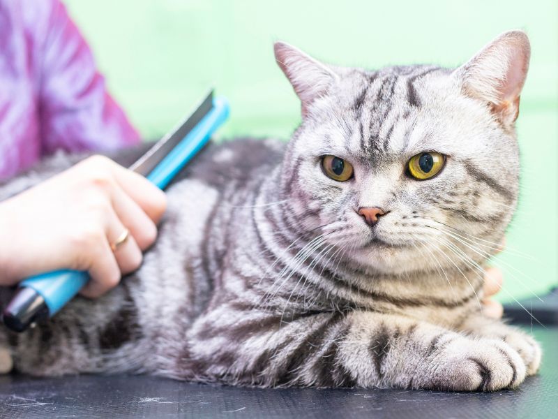 Παθήσεις στις Γάτες