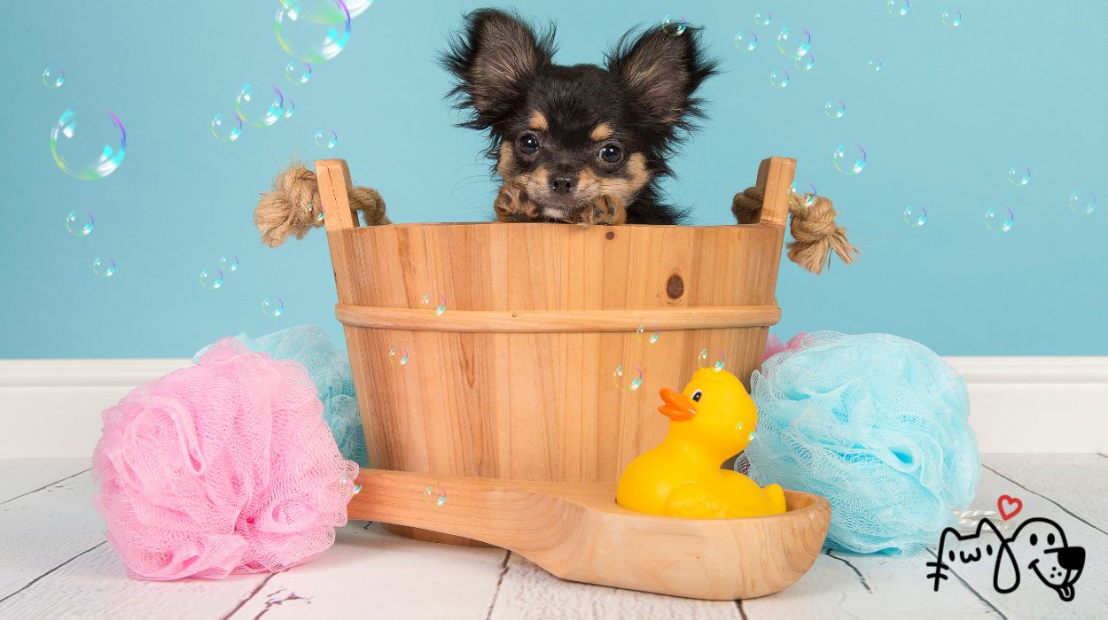 Μπάνιο για Σκύλους