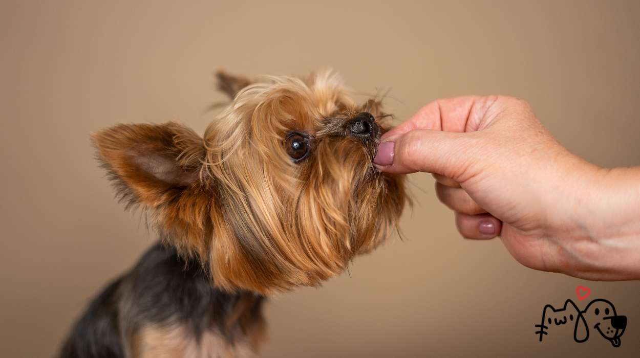 Λιχουδιές για σκύλους