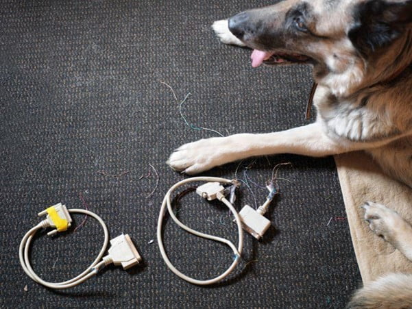 σκύλος δίπλα σε καλώδια ξαπλωμένος