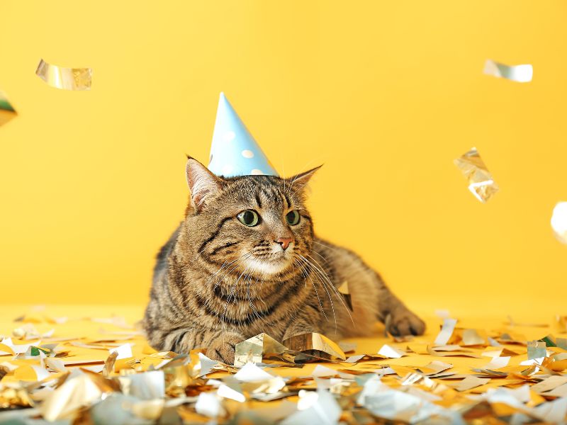a cat wearing a party hat
