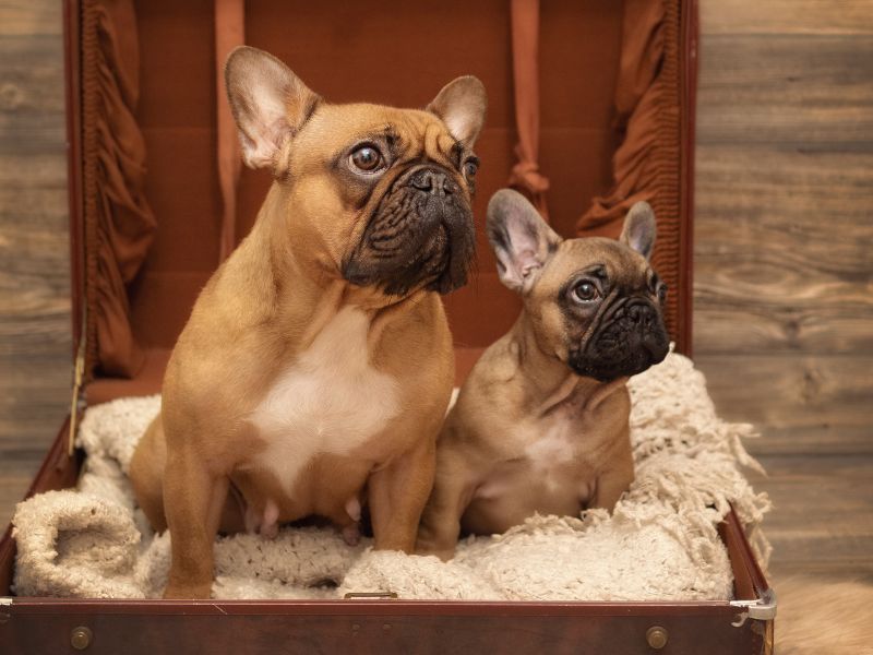 two dogs sitting in a suitcase