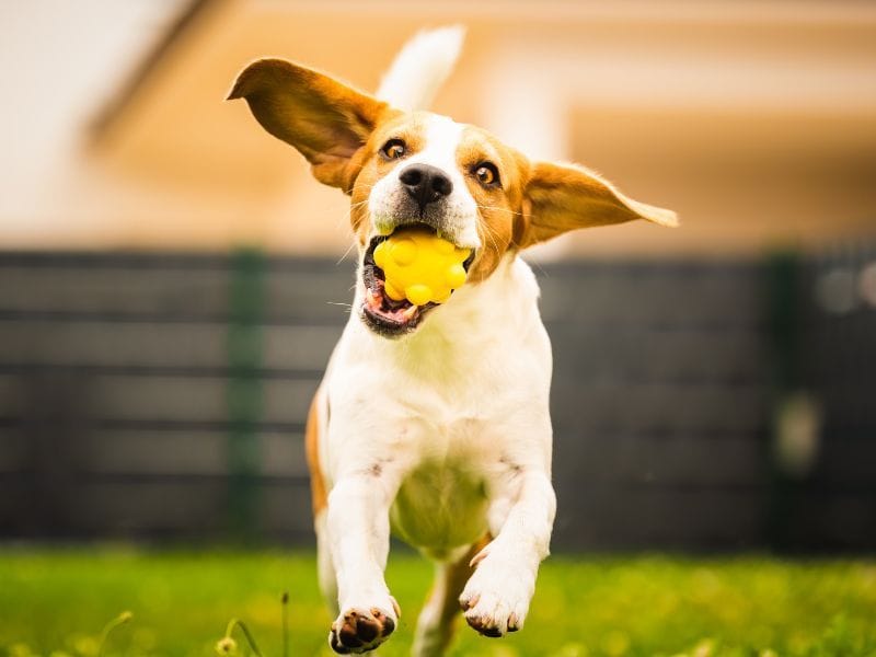 Wound Care Αλοιφή Αλόης