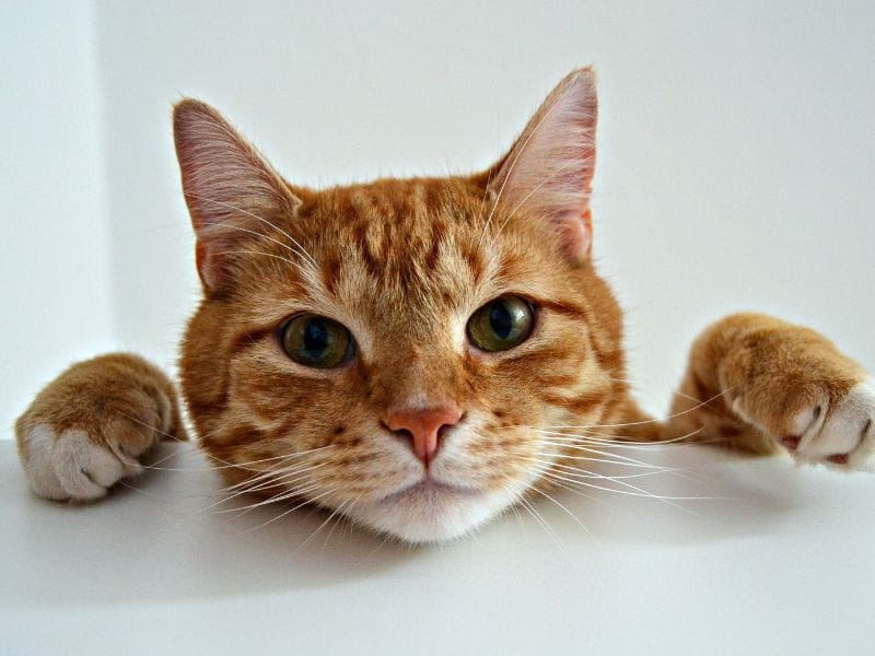 Vet Expert Paw Protection