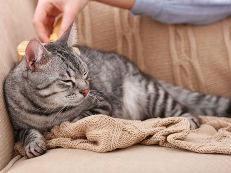 Dr Seidel Electric Adaptation Vaporizer