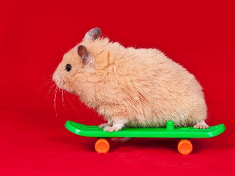Dermine Hamster