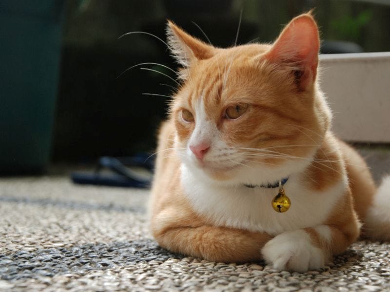 Dr Seidel Electric Adaptation Vaporizer